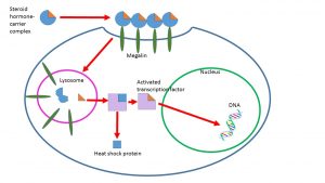 Steroid hormone powder for sale